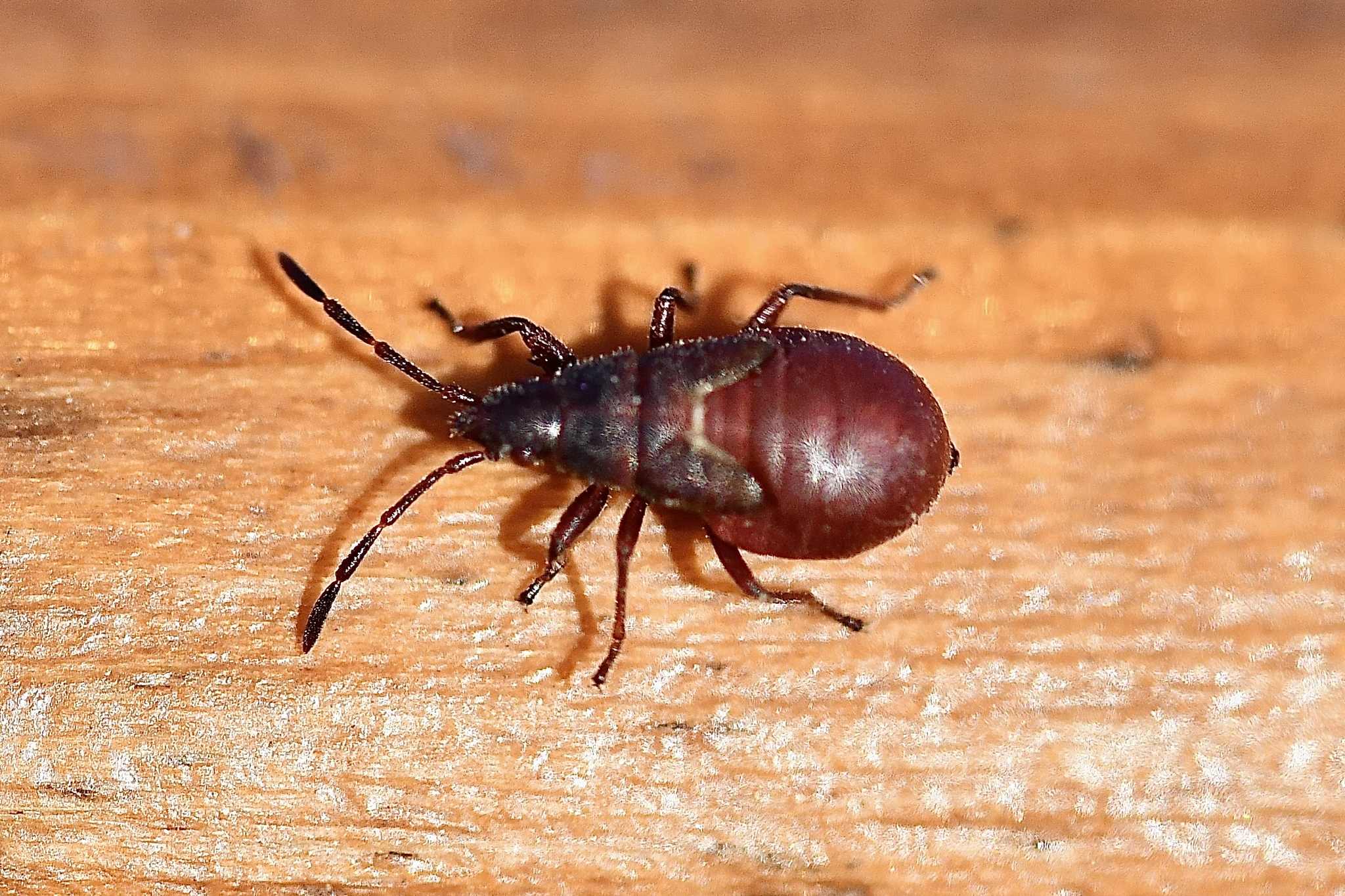 Oxycarenus lavaterae