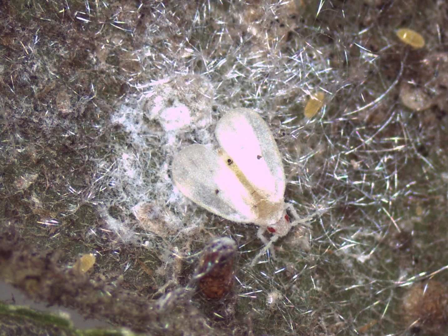 Metaleurodicus