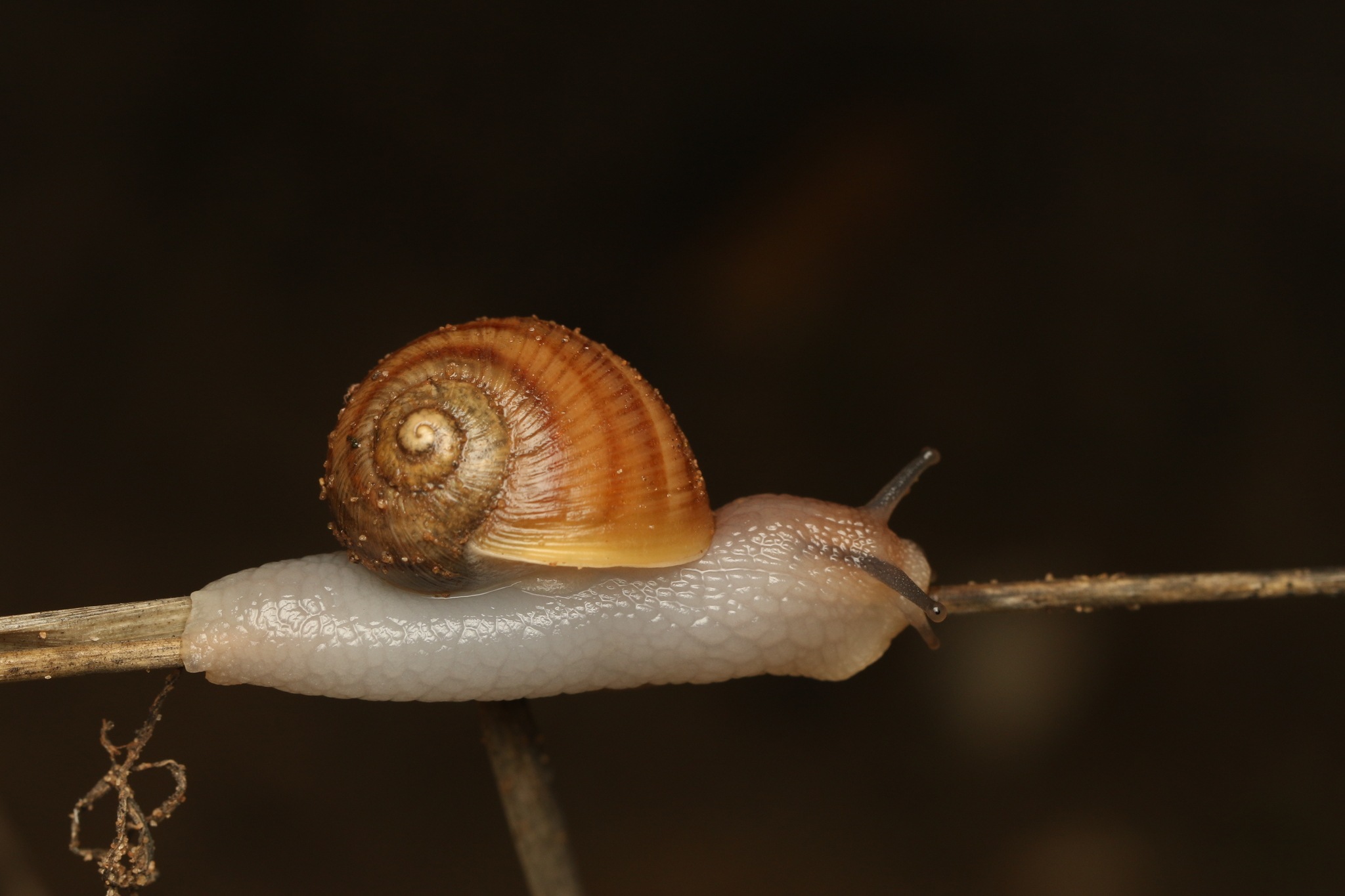 Helix engaddensis