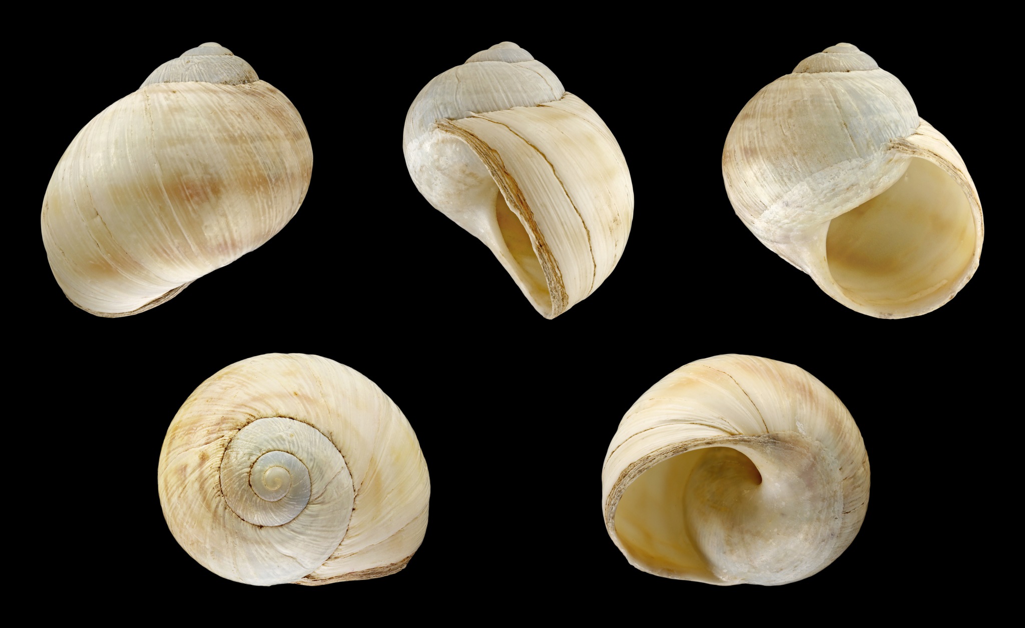 Helix engaddensis