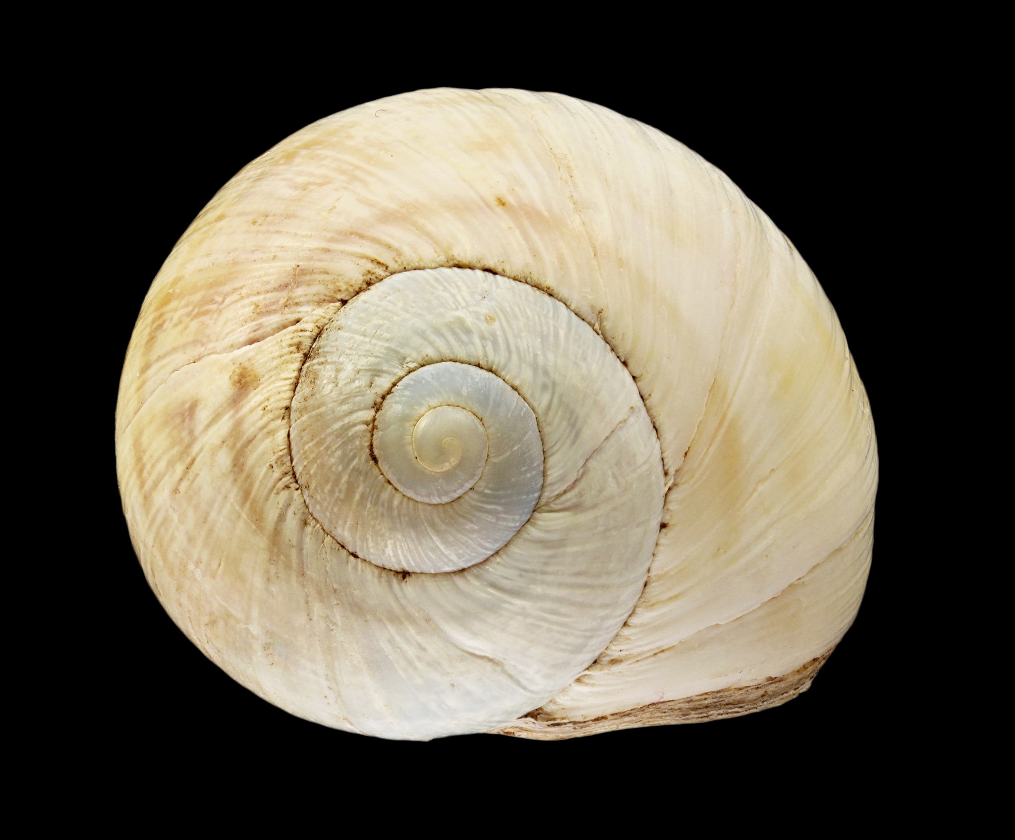 Helix engaddensis