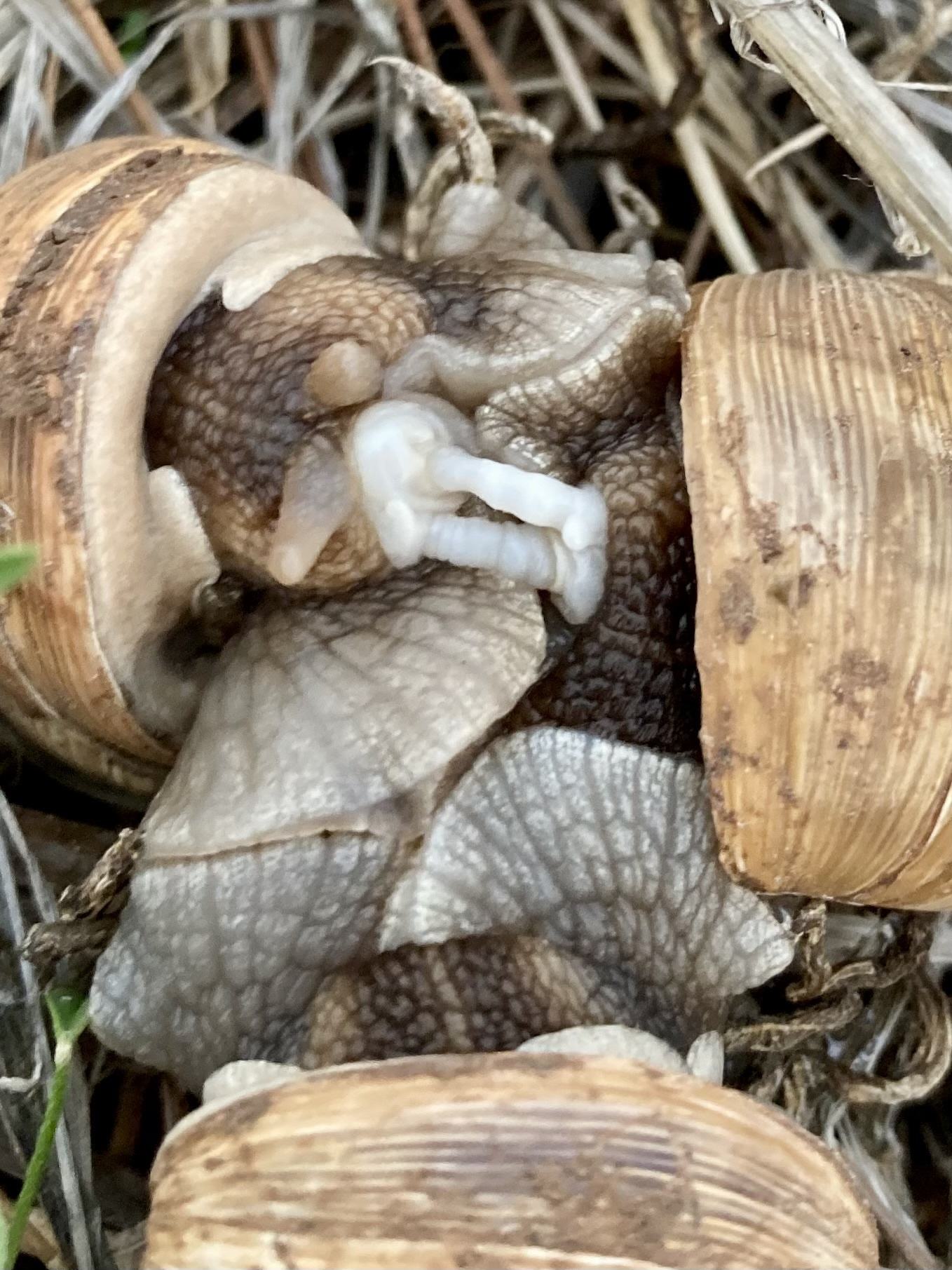 Helix engaddensis