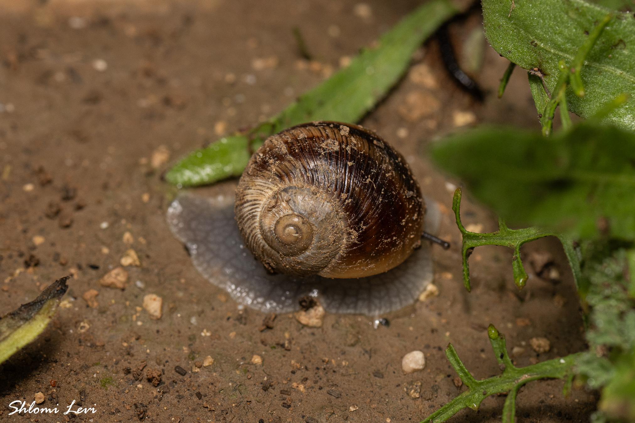 Helix engaddensis