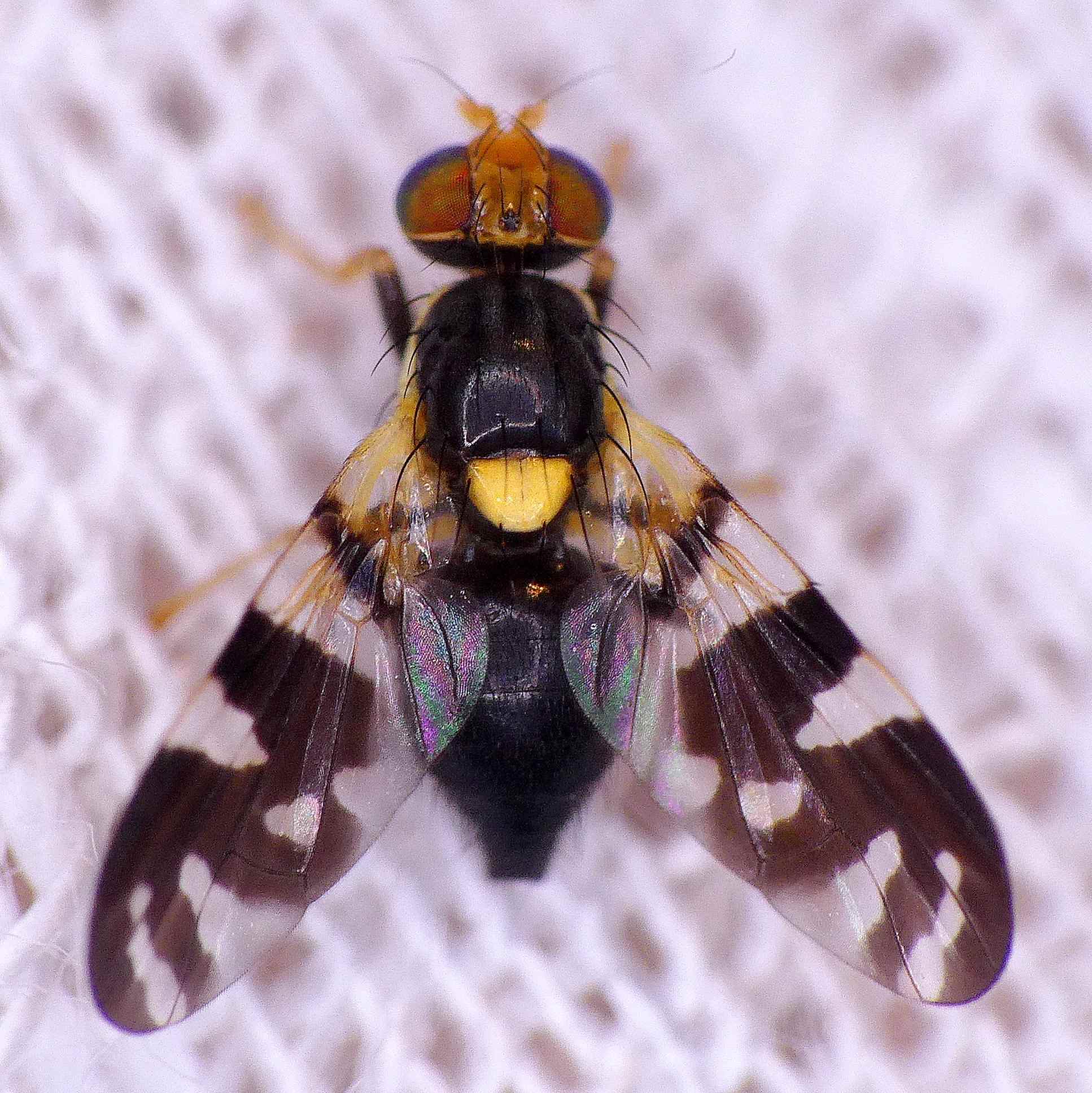 Rhagoletis fausta