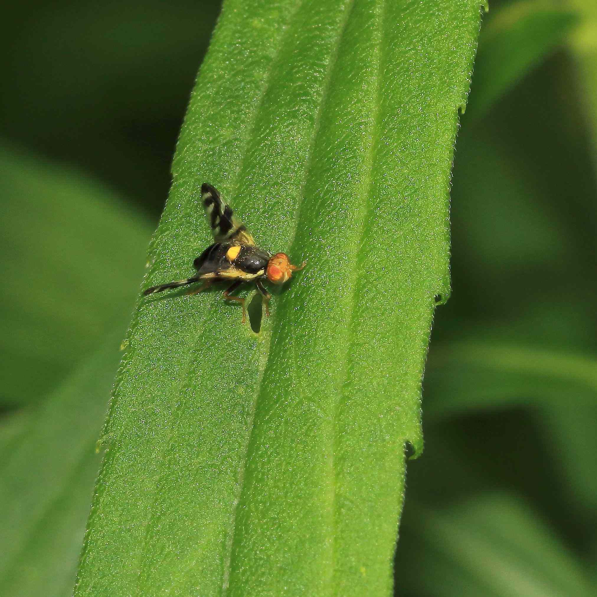 Rhagoletis fausta