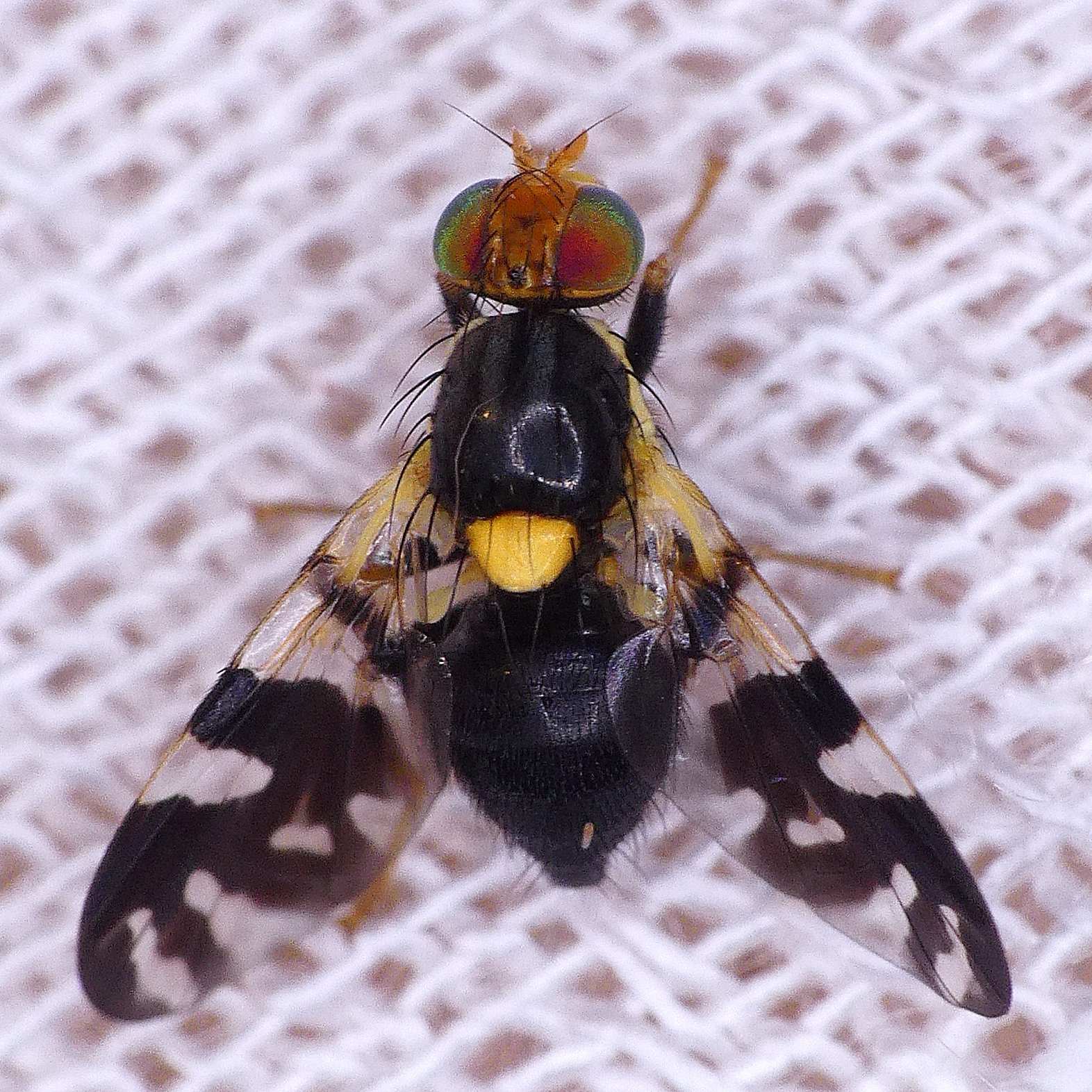 Rhagoletis fausta