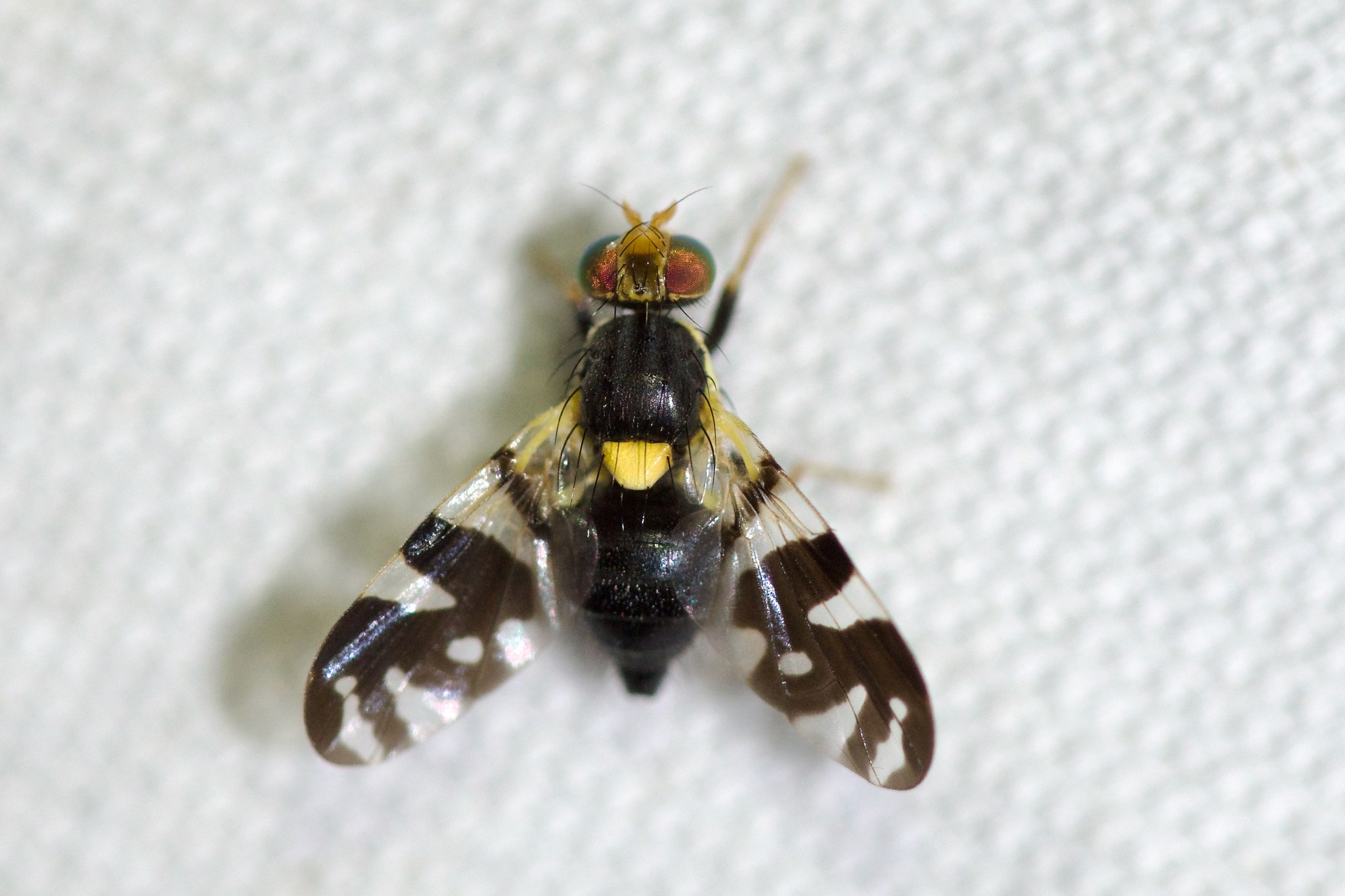Rhagoletis fausta