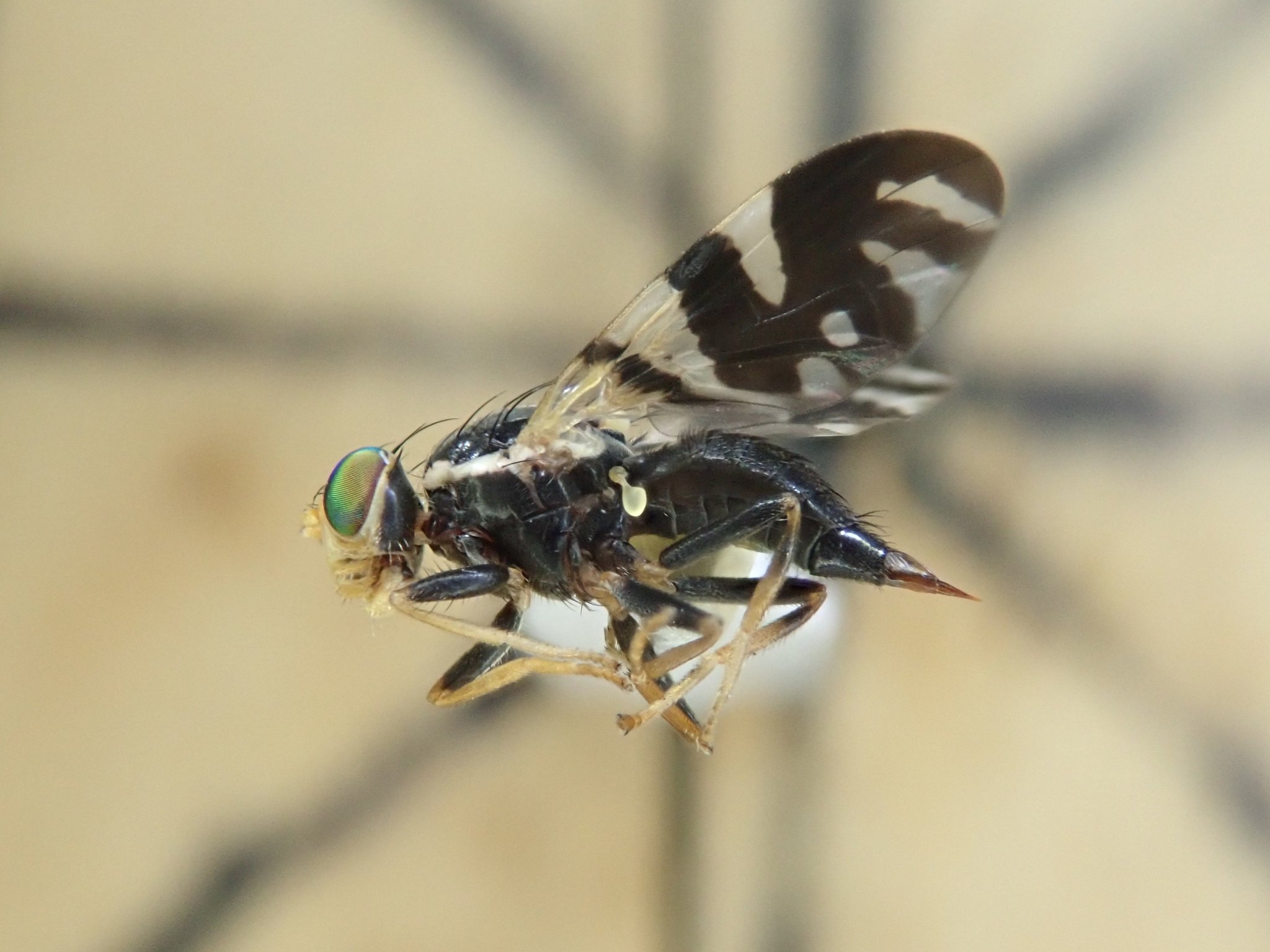Rhagoletis fausta