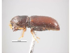 Ips cembrae