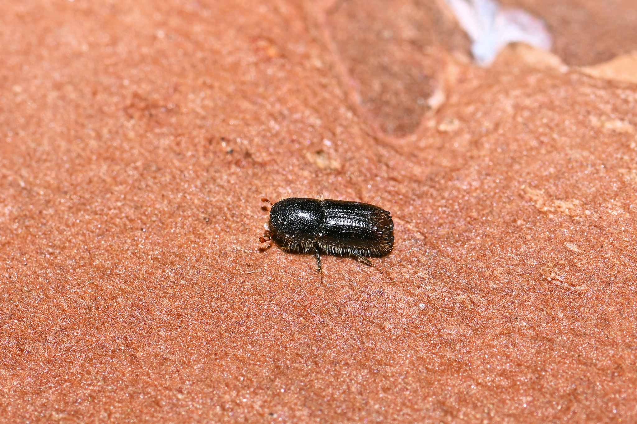 Ips cembrae