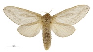 Wiseana signata