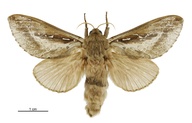Wiseana signata