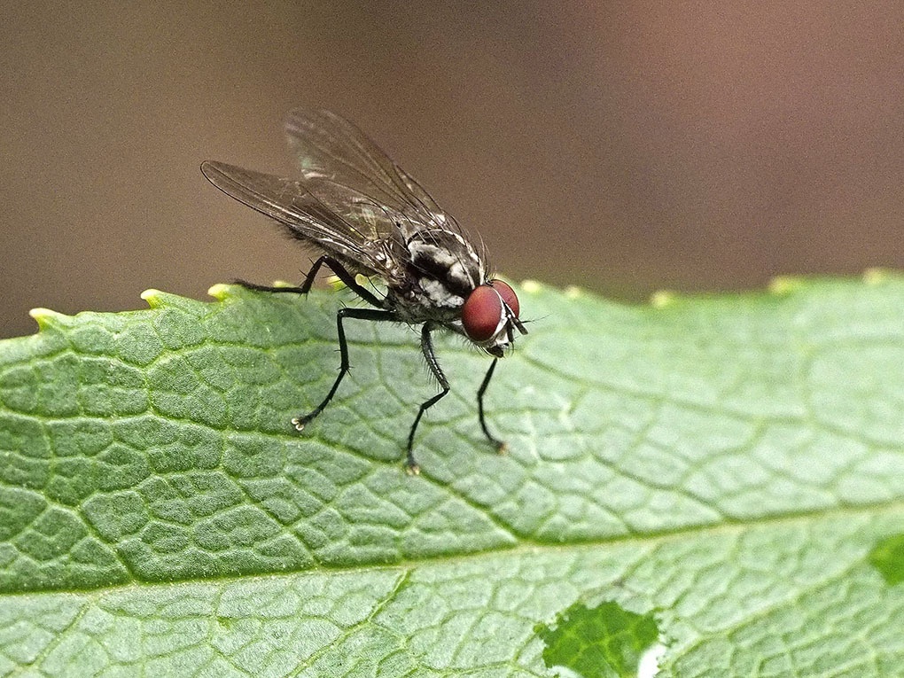 Hylemya
