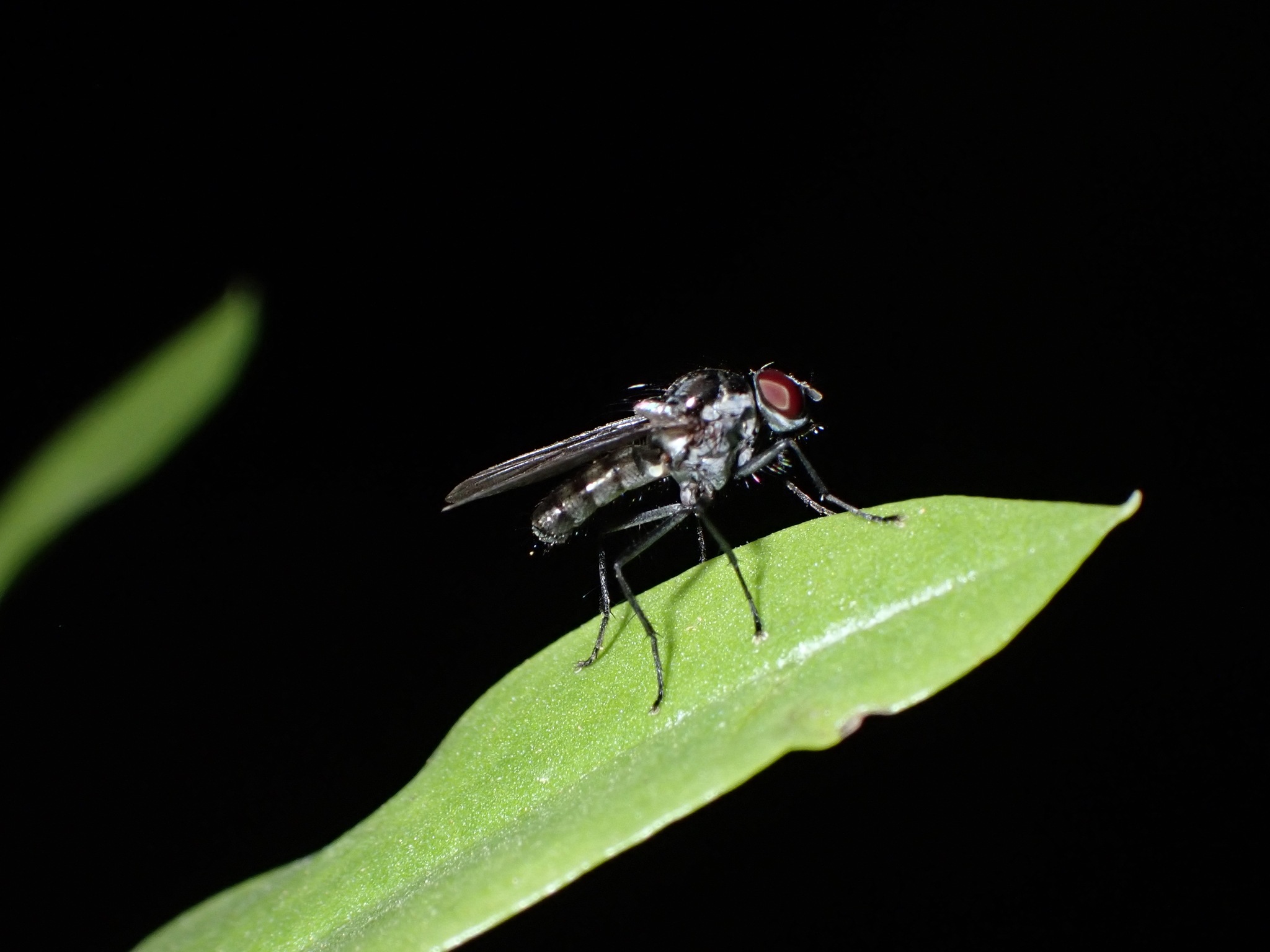 Hylemya