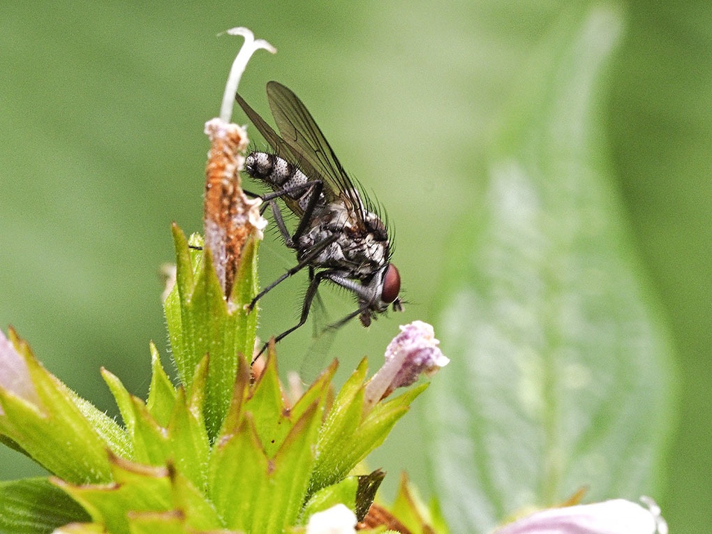 Hylemya