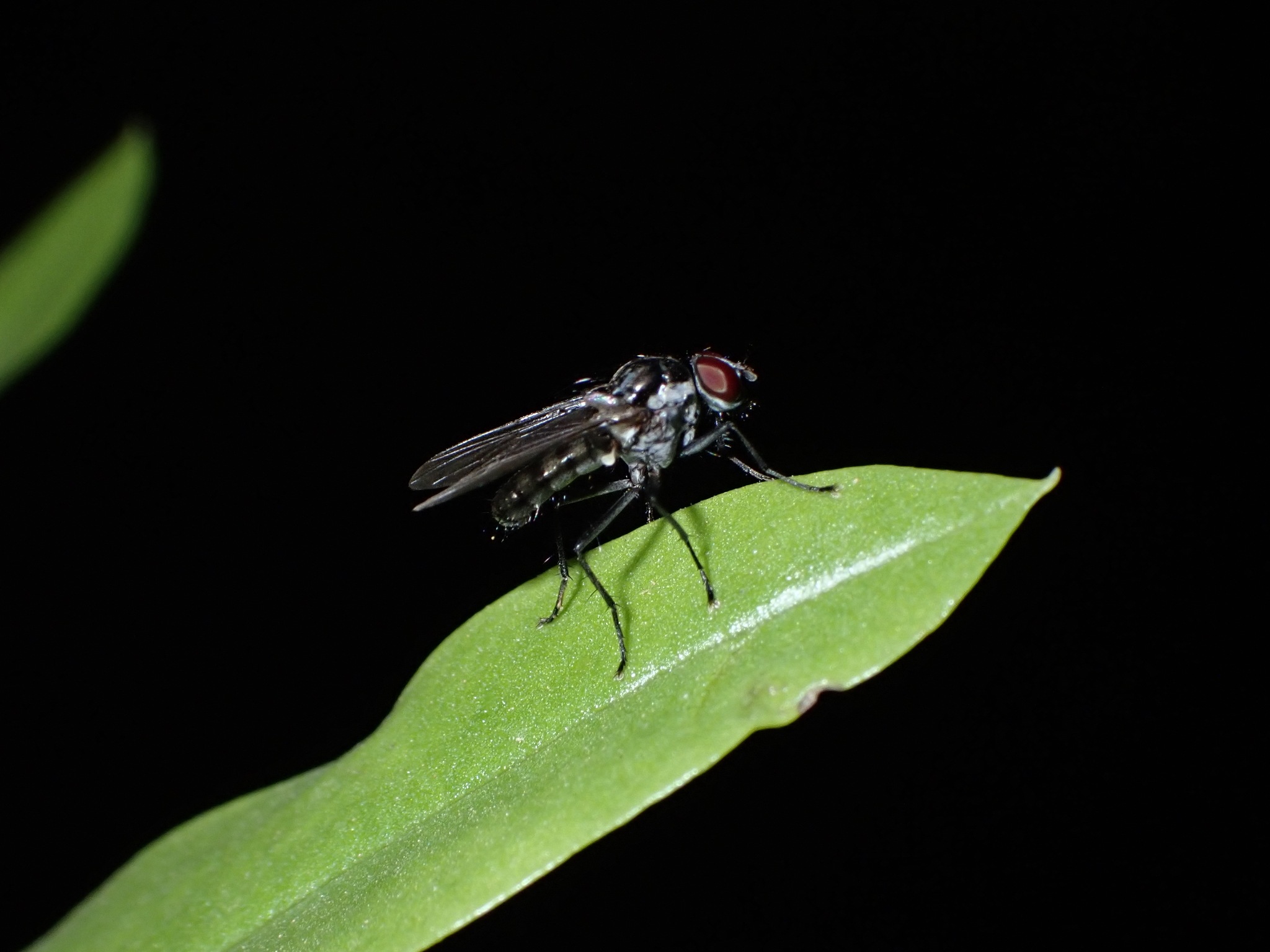 Hylemya