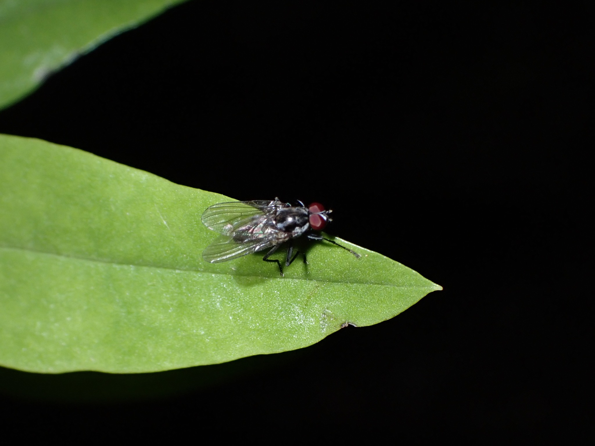 Hylemya