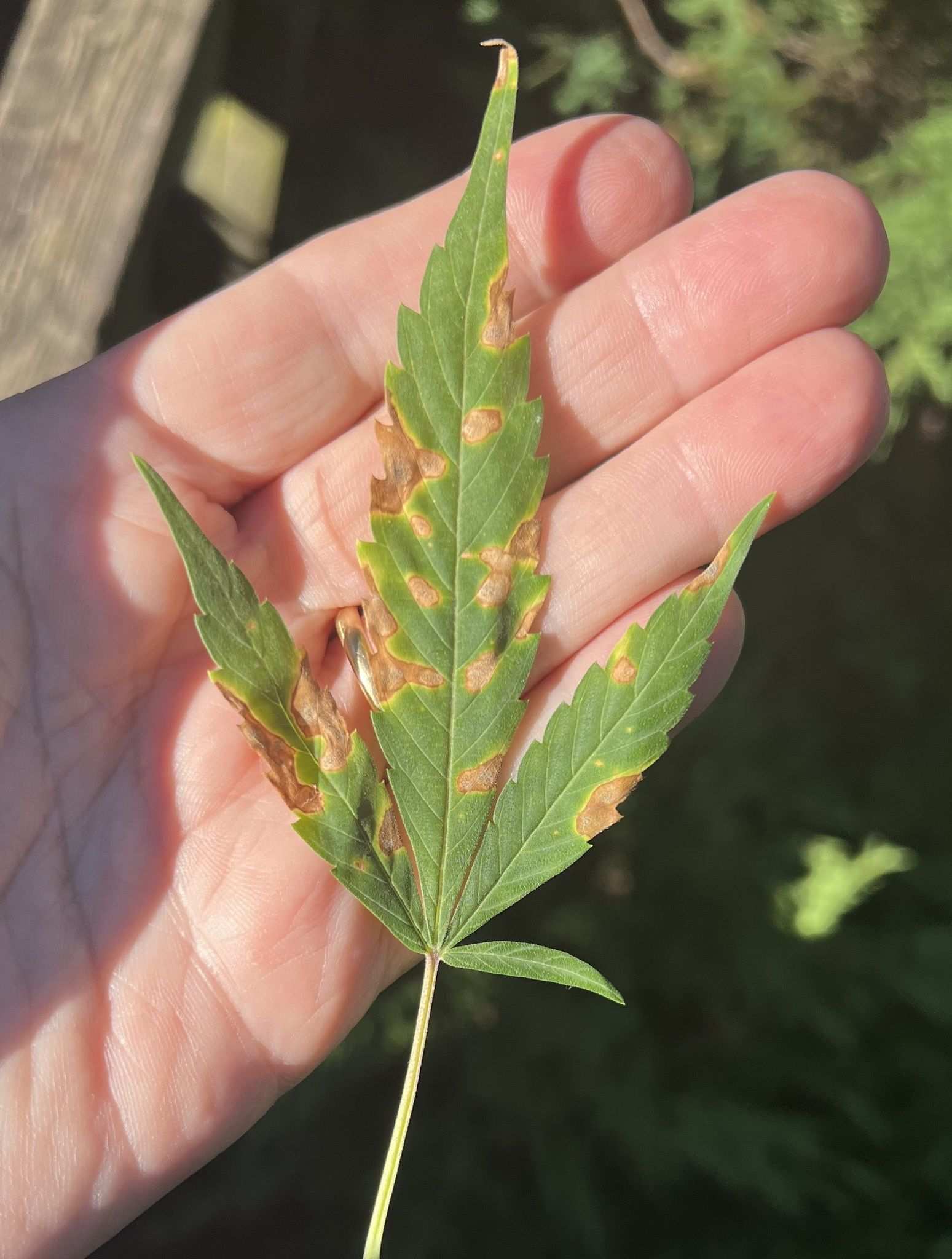 Septoria cannabis