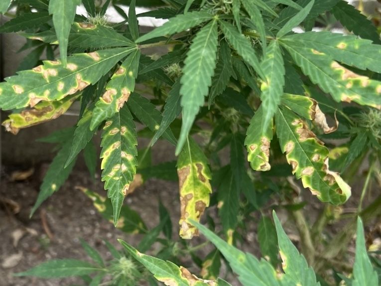 Septoria cannabis