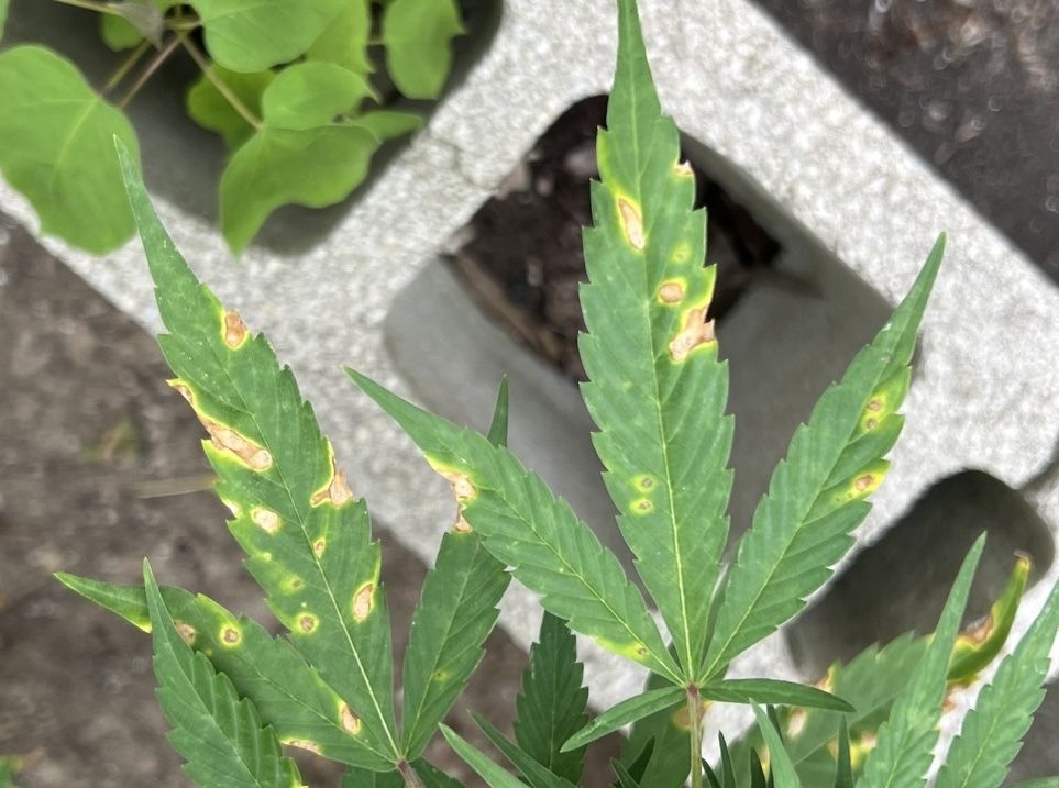 Septoria cannabis