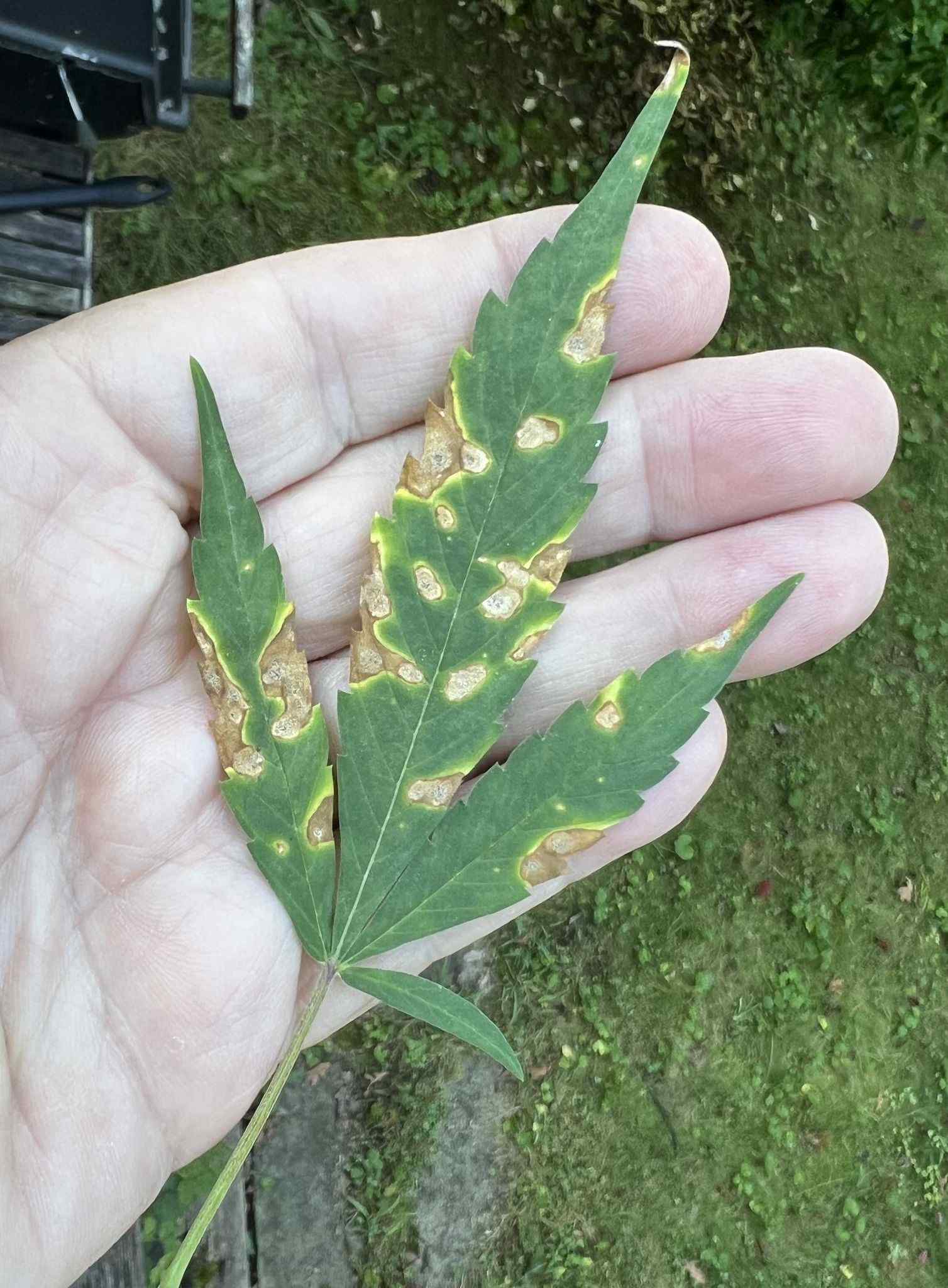 Septoria cannabis
