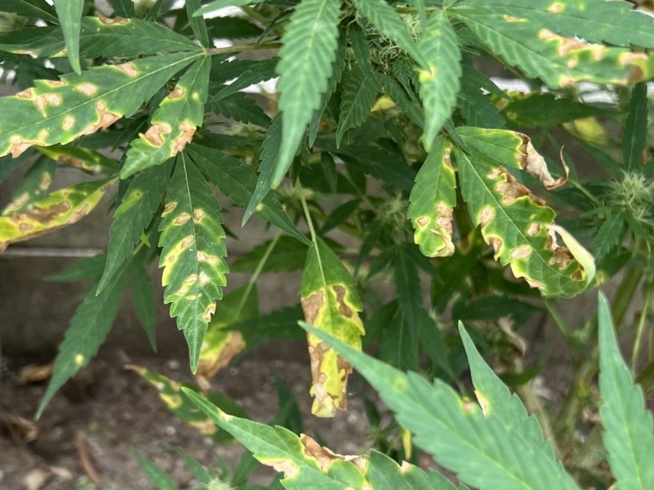 Septoria cannabis