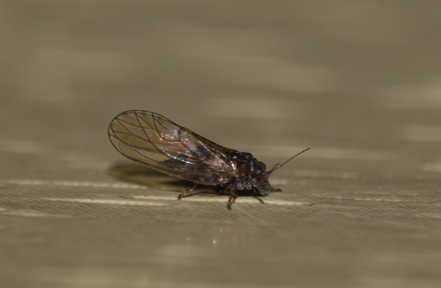 Cacopsylla melanoneura