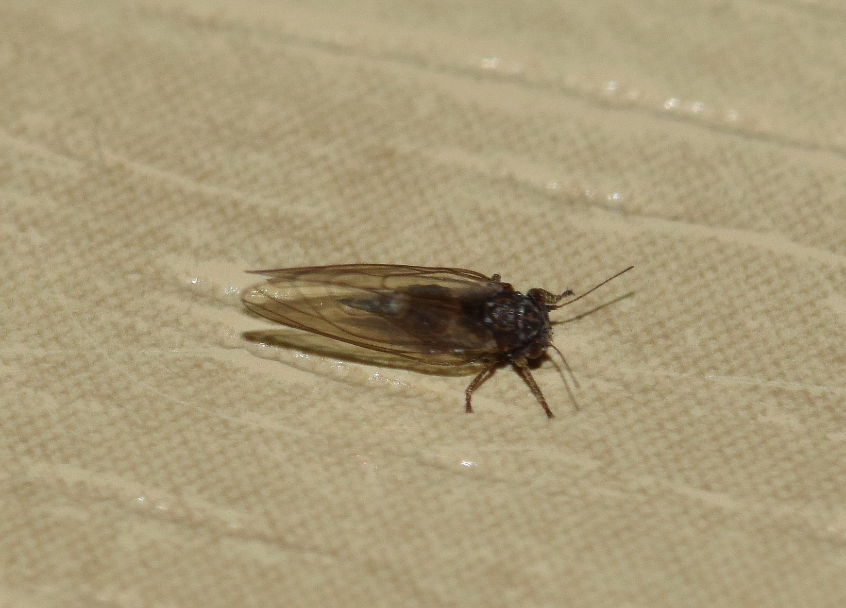 Cacopsylla melanoneura