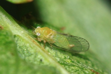 Cacopsylla melanoneura