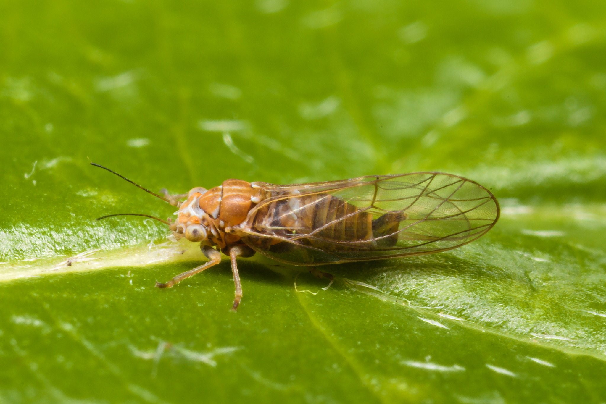 Cacopsylla melanoneura