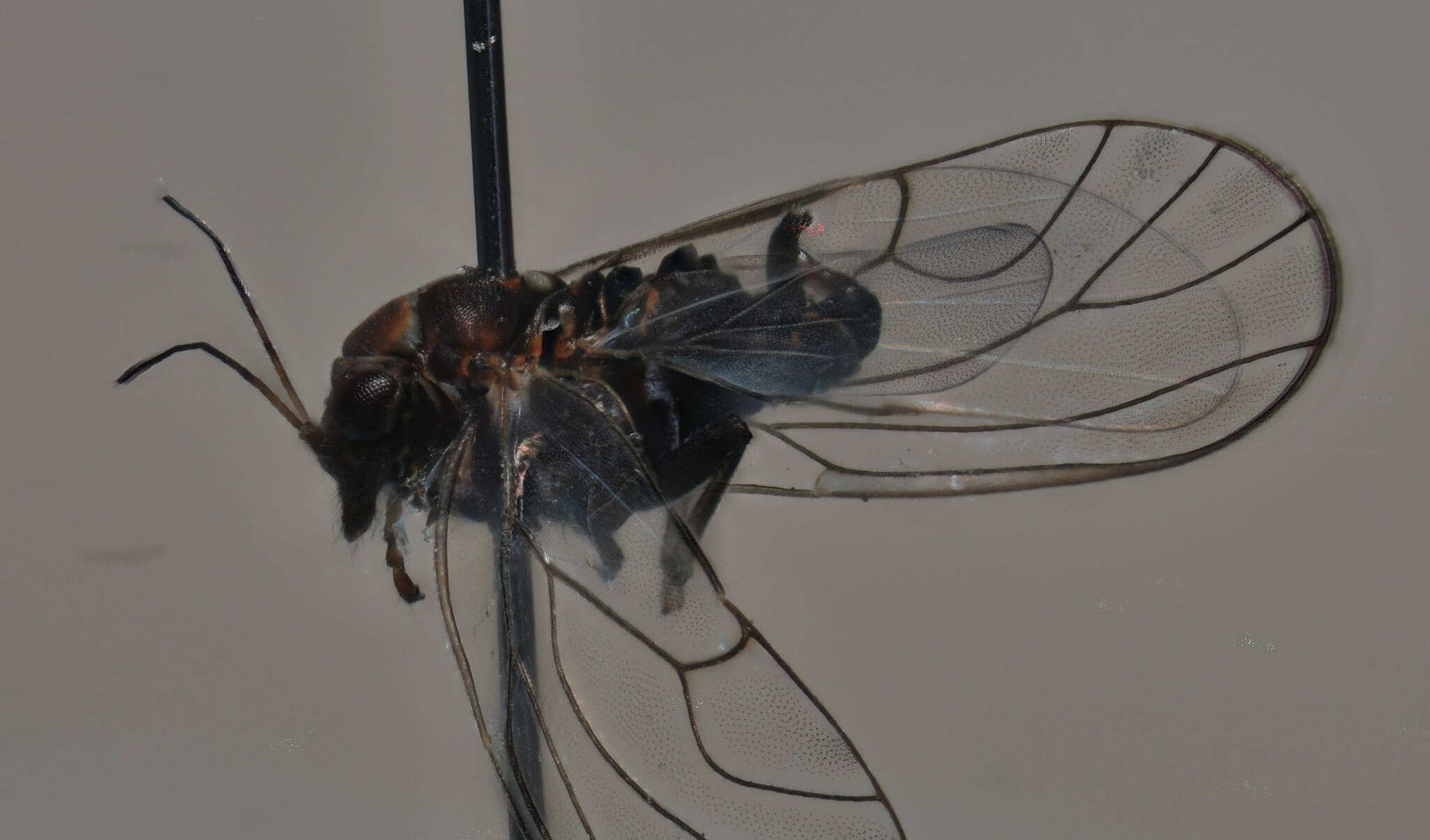 Cacopsylla melanoneura