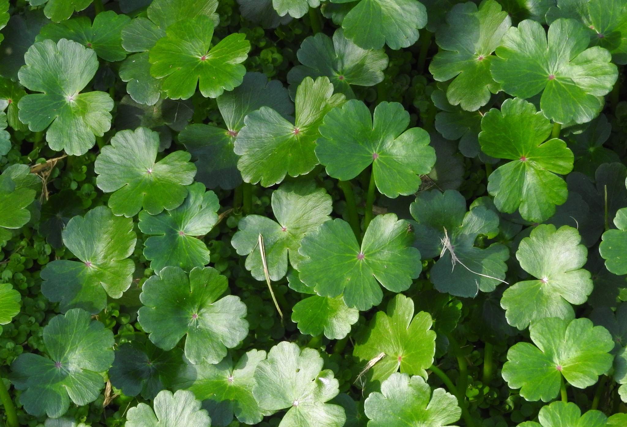 Hydrocotyle ranunculoides
