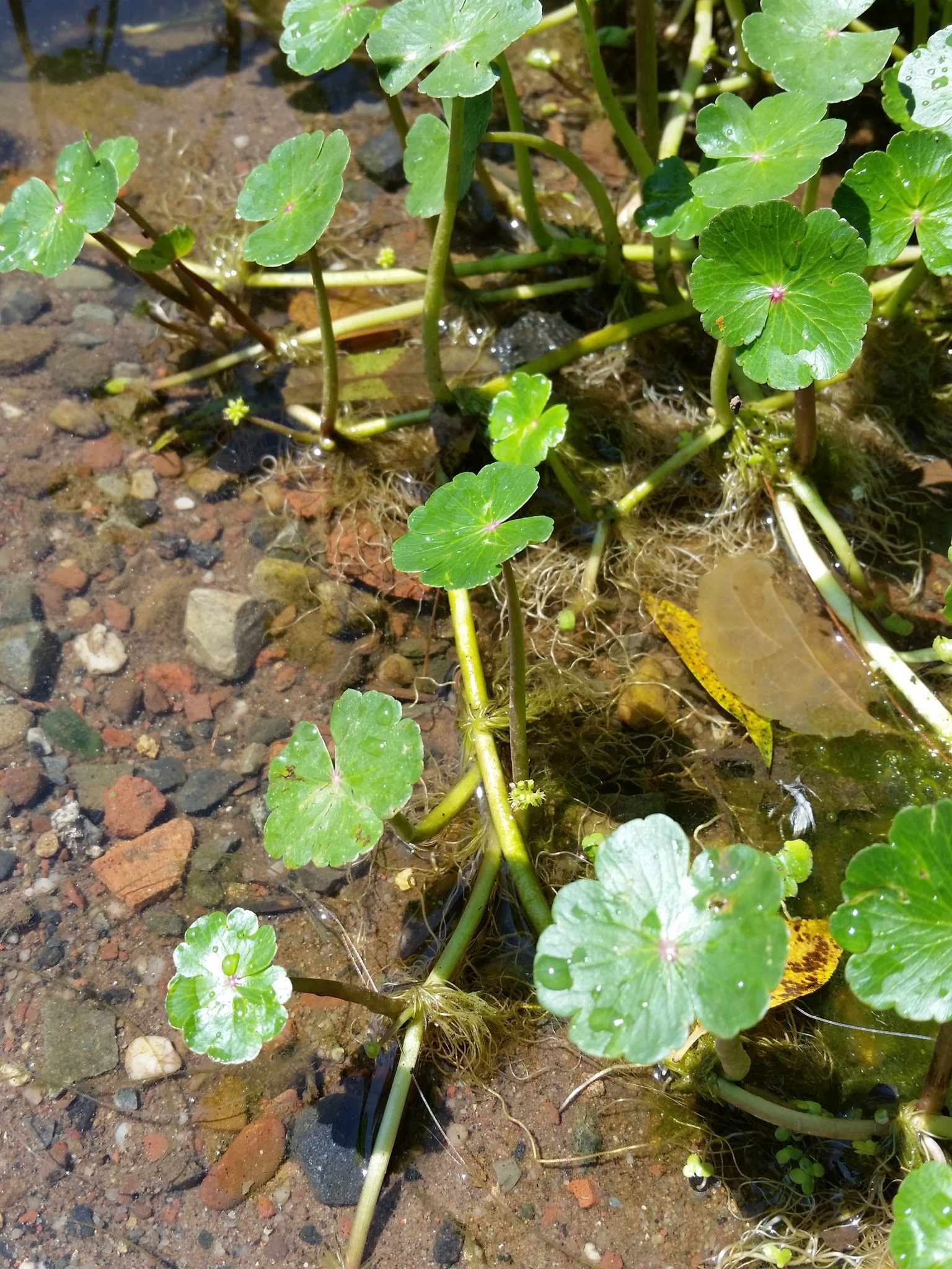 Hydrocotyle ranunculoides