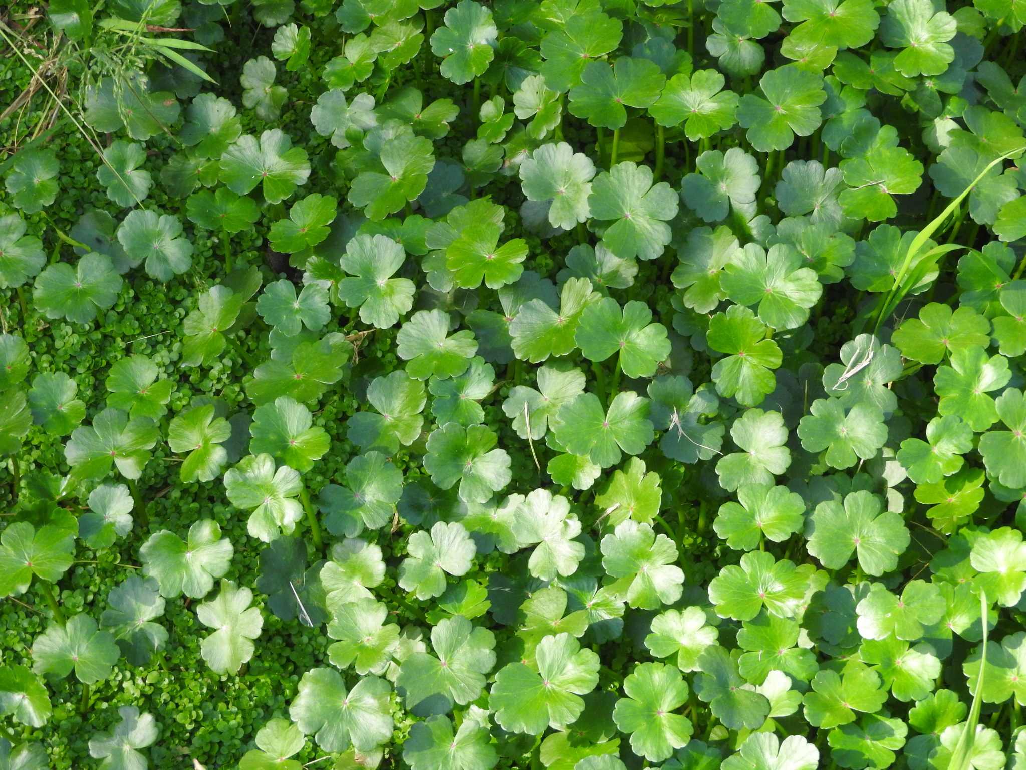 Hydrocotyle ranunculoides