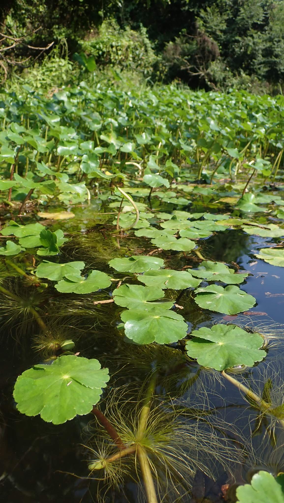 Hydrocotyle ranunculoides