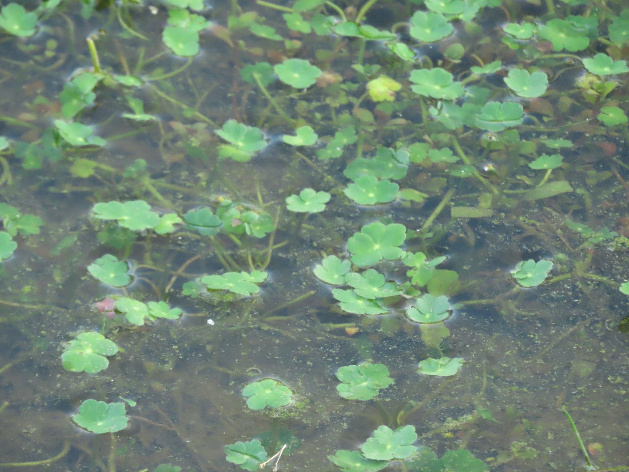 Hydrocotyle ranunculoides
