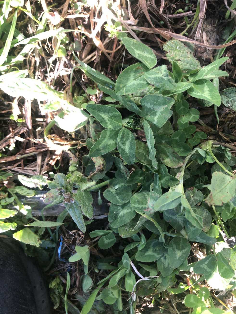 White clover mosaic virus