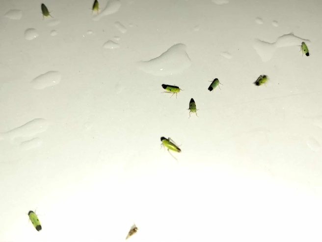 Nephotettix virescens