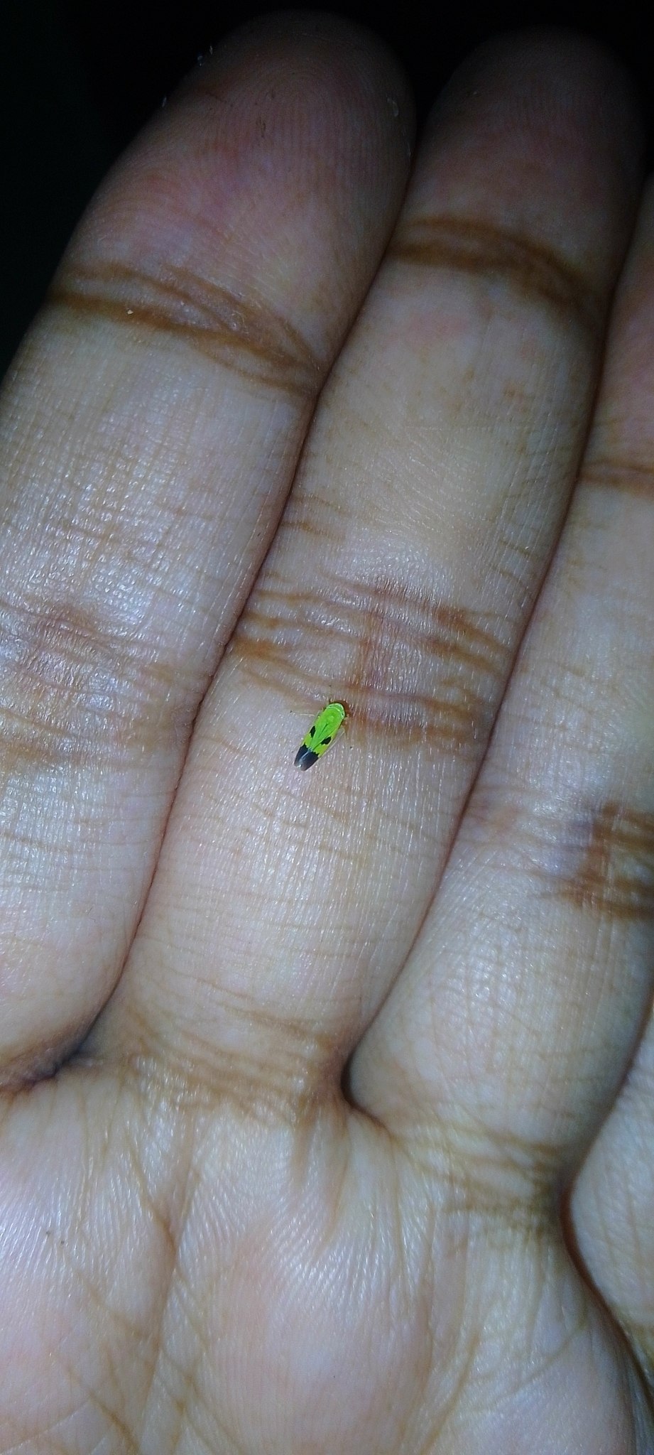 Nephotettix virescens