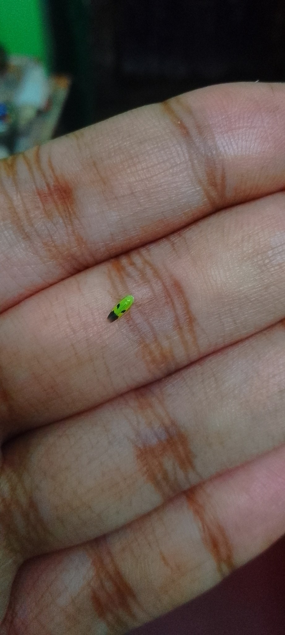 Nephotettix virescens