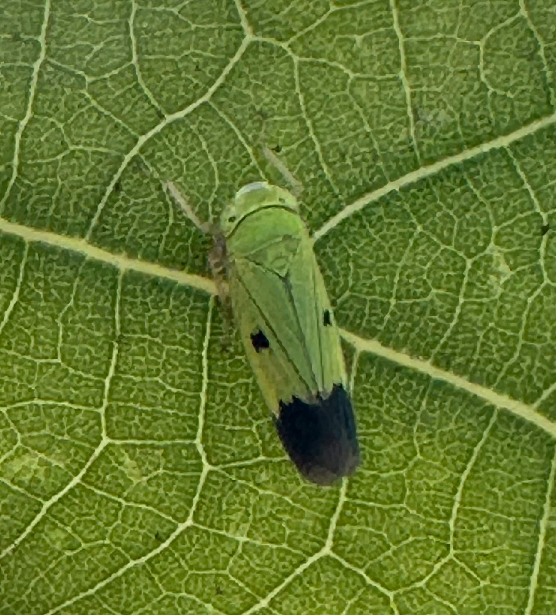 Nephotettix virescens