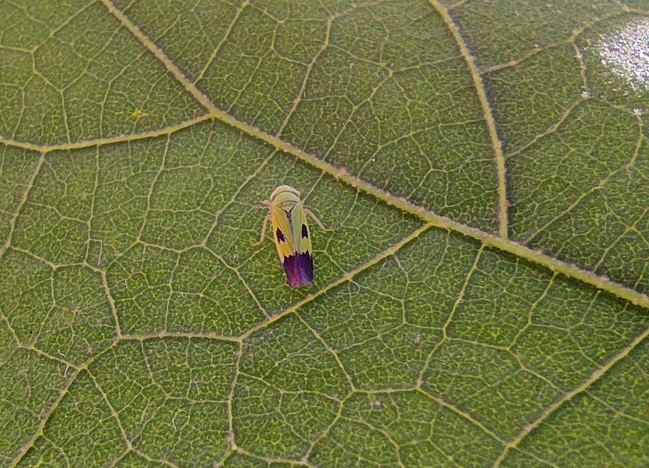Nephotettix virescens