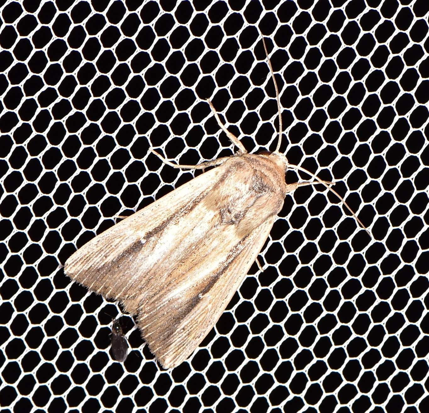 Leucania stenographa