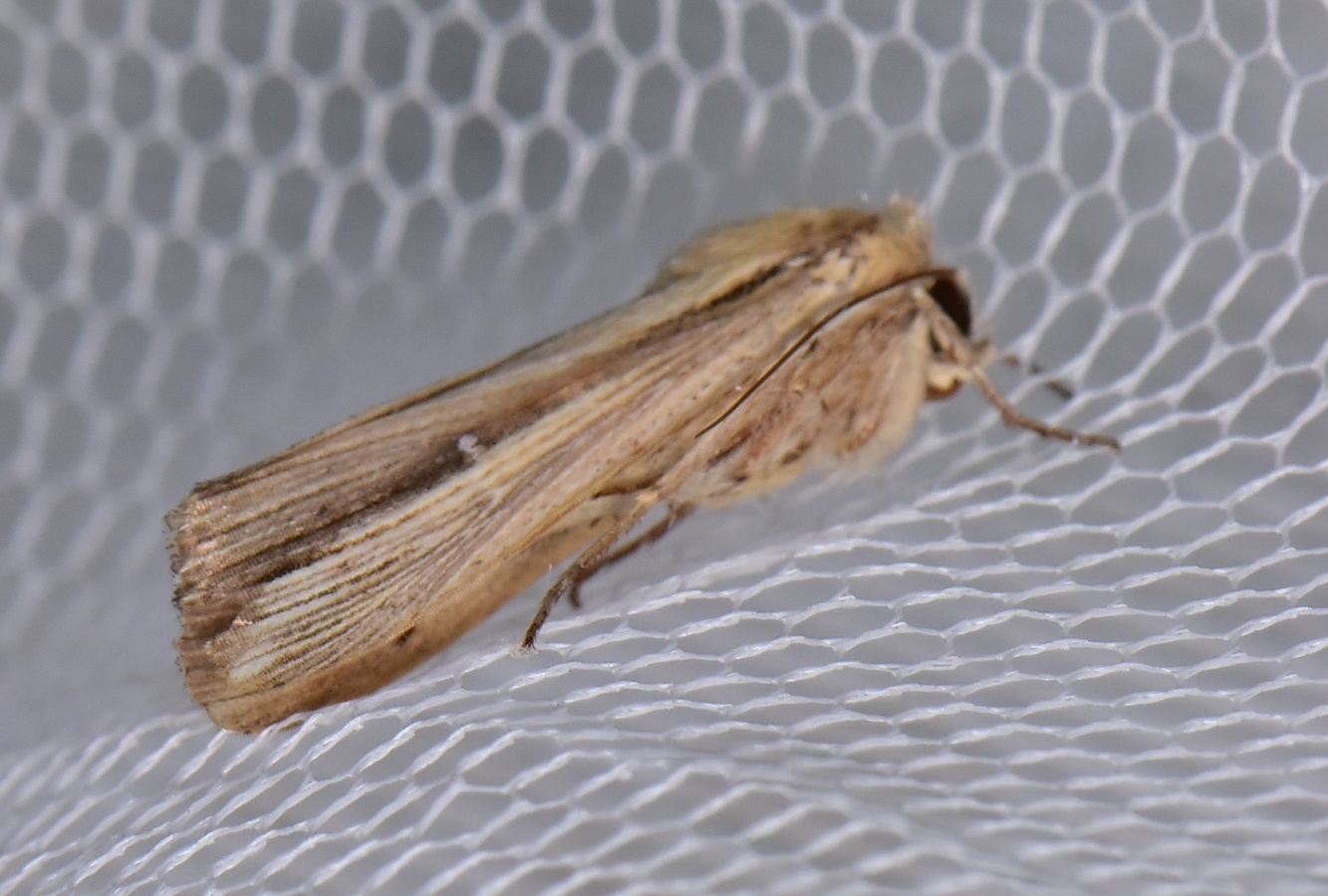 Leucania stenographa