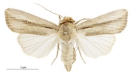 Leucania stenographa