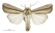 Leucania stenographa