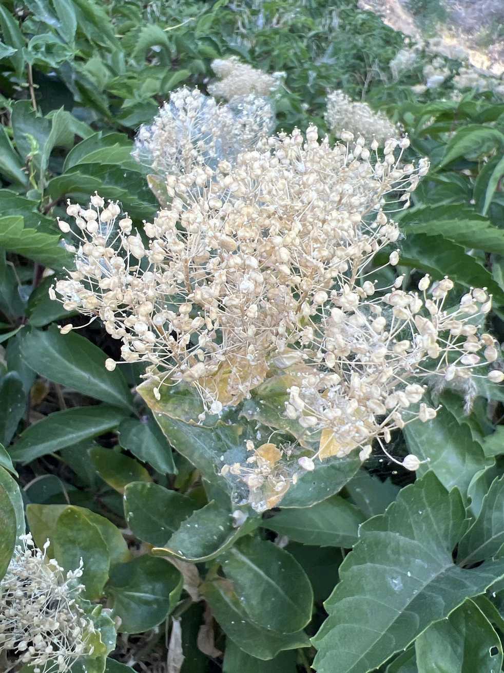 Lepidium chalepense