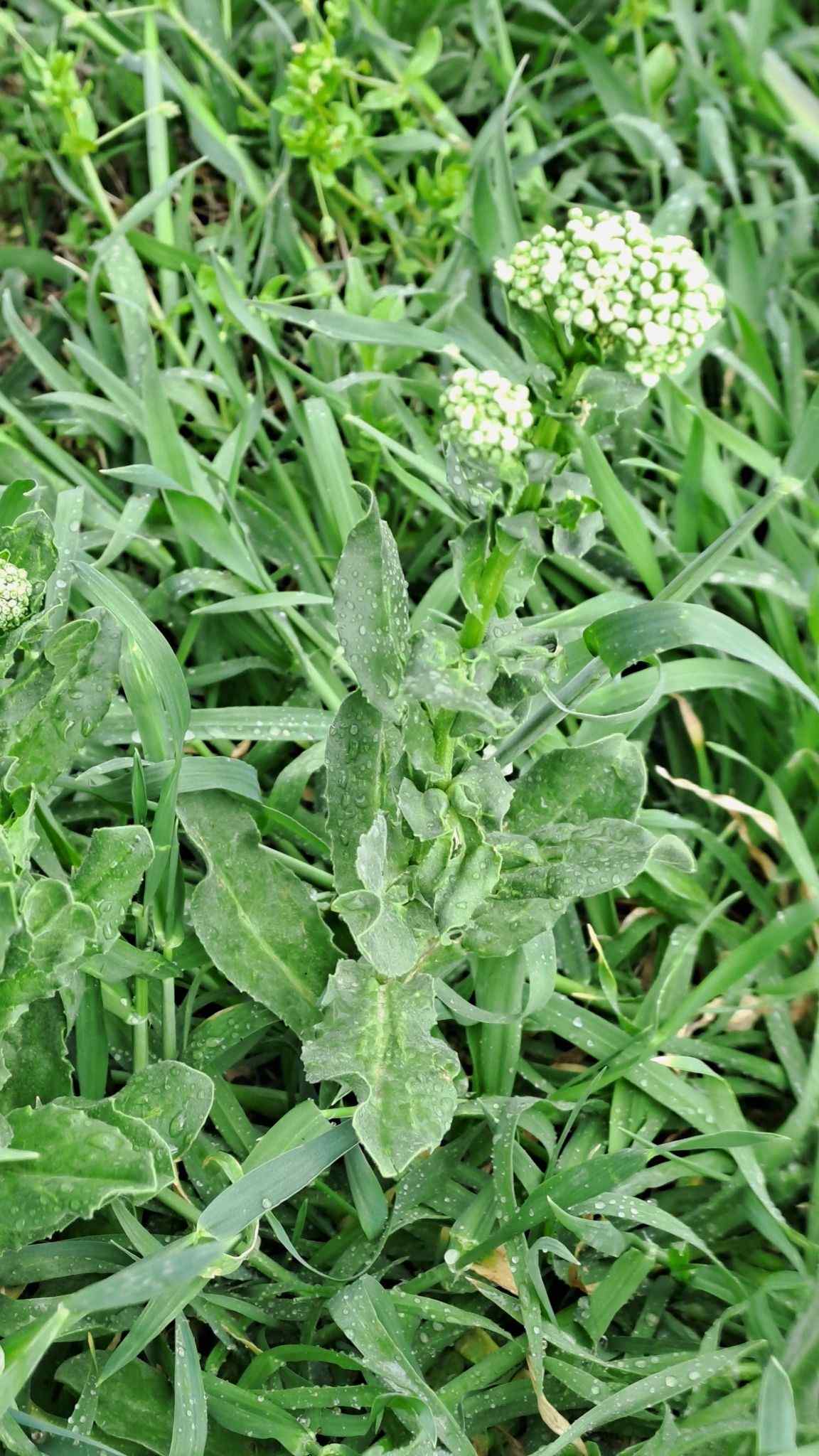 Lepidium chalepense