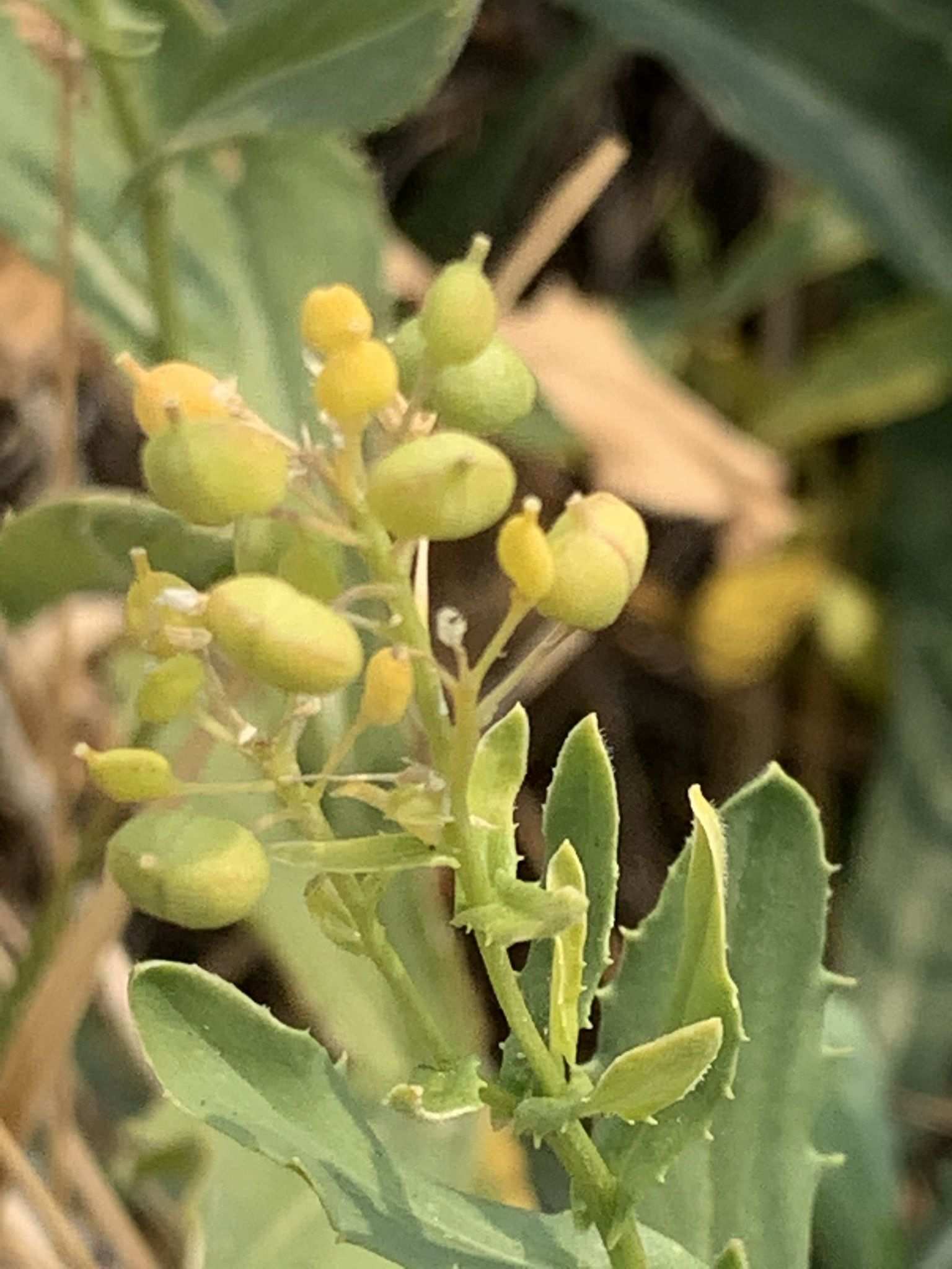 Lepidium chalepense