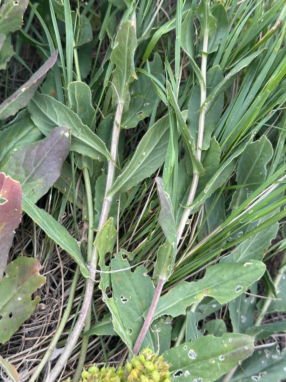 Lepidium chalepense